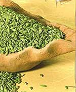 Fennel Seed